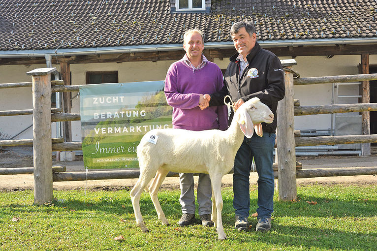 Auftriebsrekord bei Versteigerung in Maishofen	.jpg © Salzburger Landesverband für Schafe und Ziegen