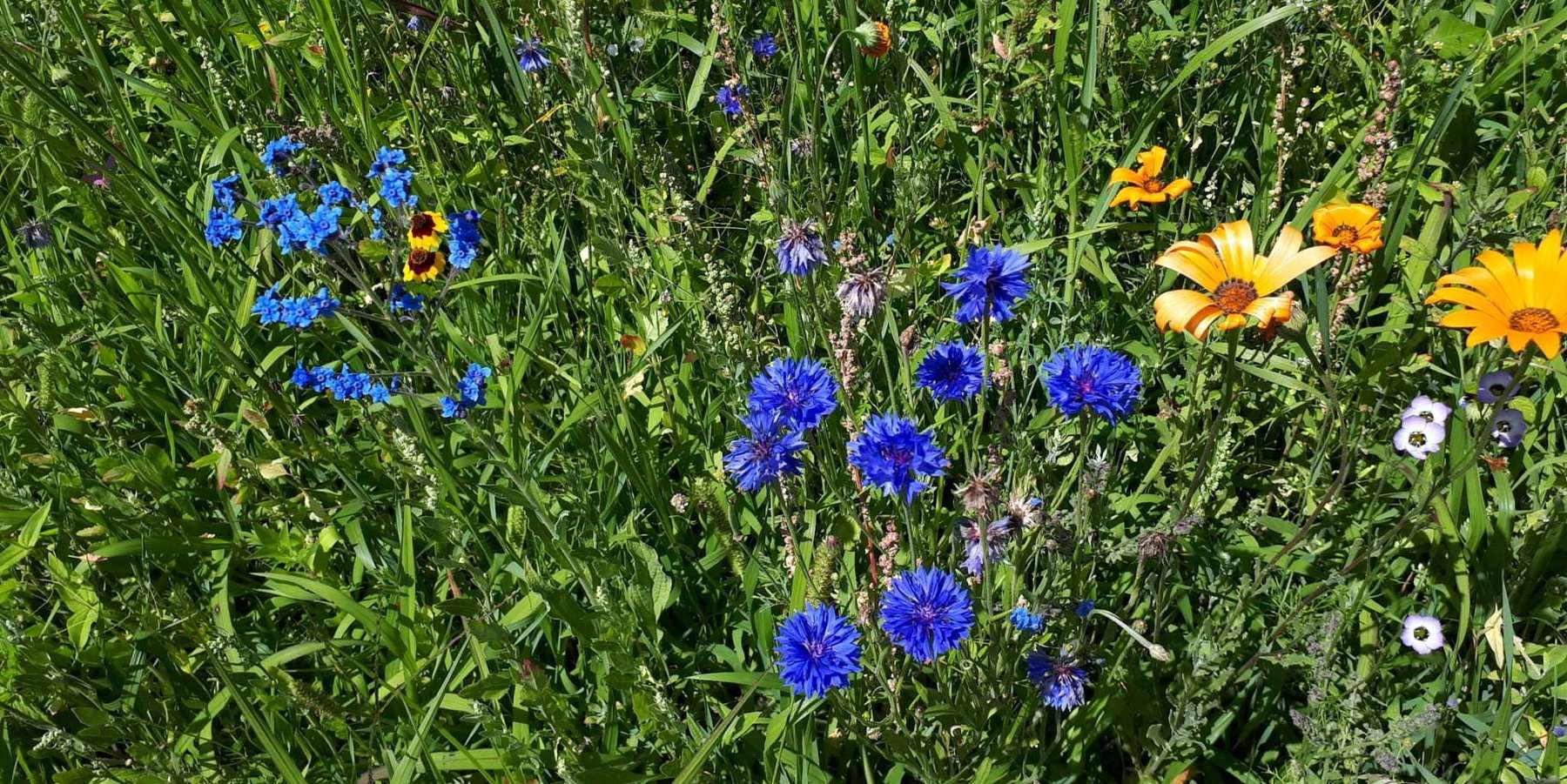 Biodiversität - Petritz (002).jpg © Petritz Biodiversität - Petritz (002).jpg © Petritz