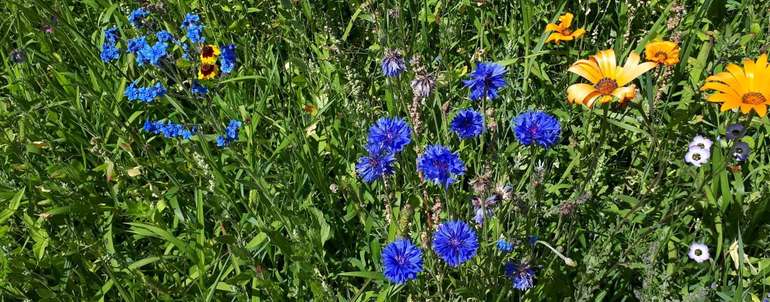 Biodiversität - Petritz (002).jpg © Petritz Biodiversität - Petritz (002).jpg © Petritz