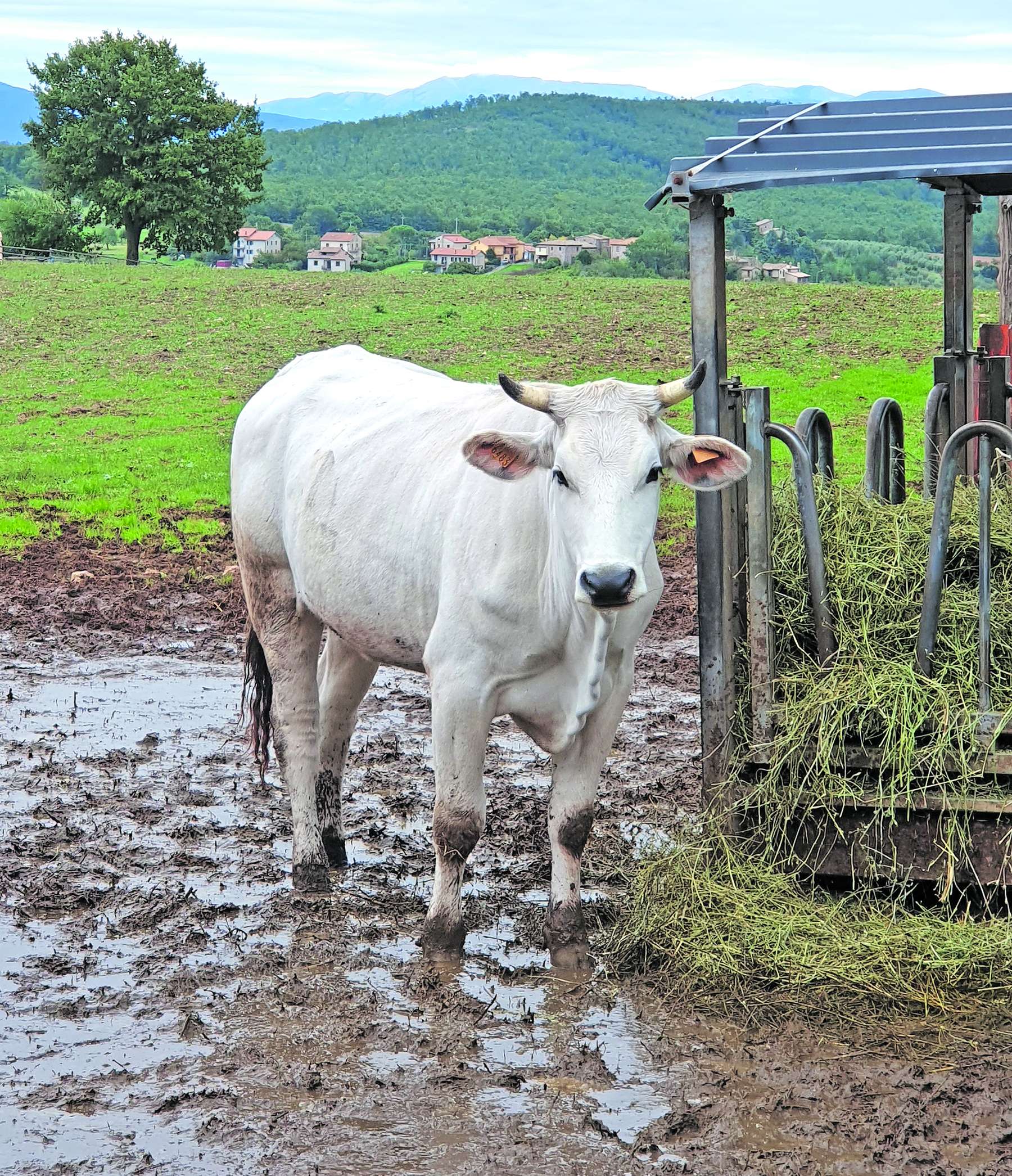 Chianina-Rind.jpg © Jung-Leithner/LKÖ