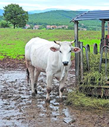 Chianina-Rind.jpg © Jung-Leithner/LKÖ