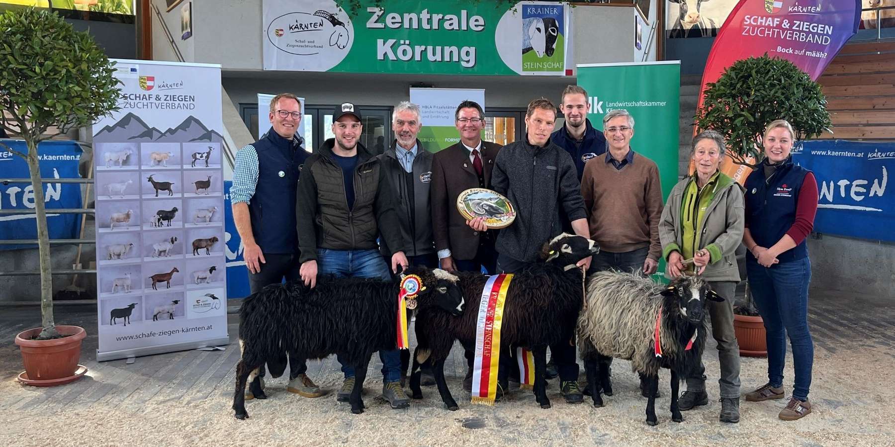 Siegertiere Krainer Steinschaf.jpg © SZZV Kärnten Siegertiere Krainer Steinschaf.jpg © SZZV Kärnten