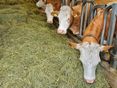 Heu als Futtermittel für Rinder © Marco Horn/LK Niederösterreich