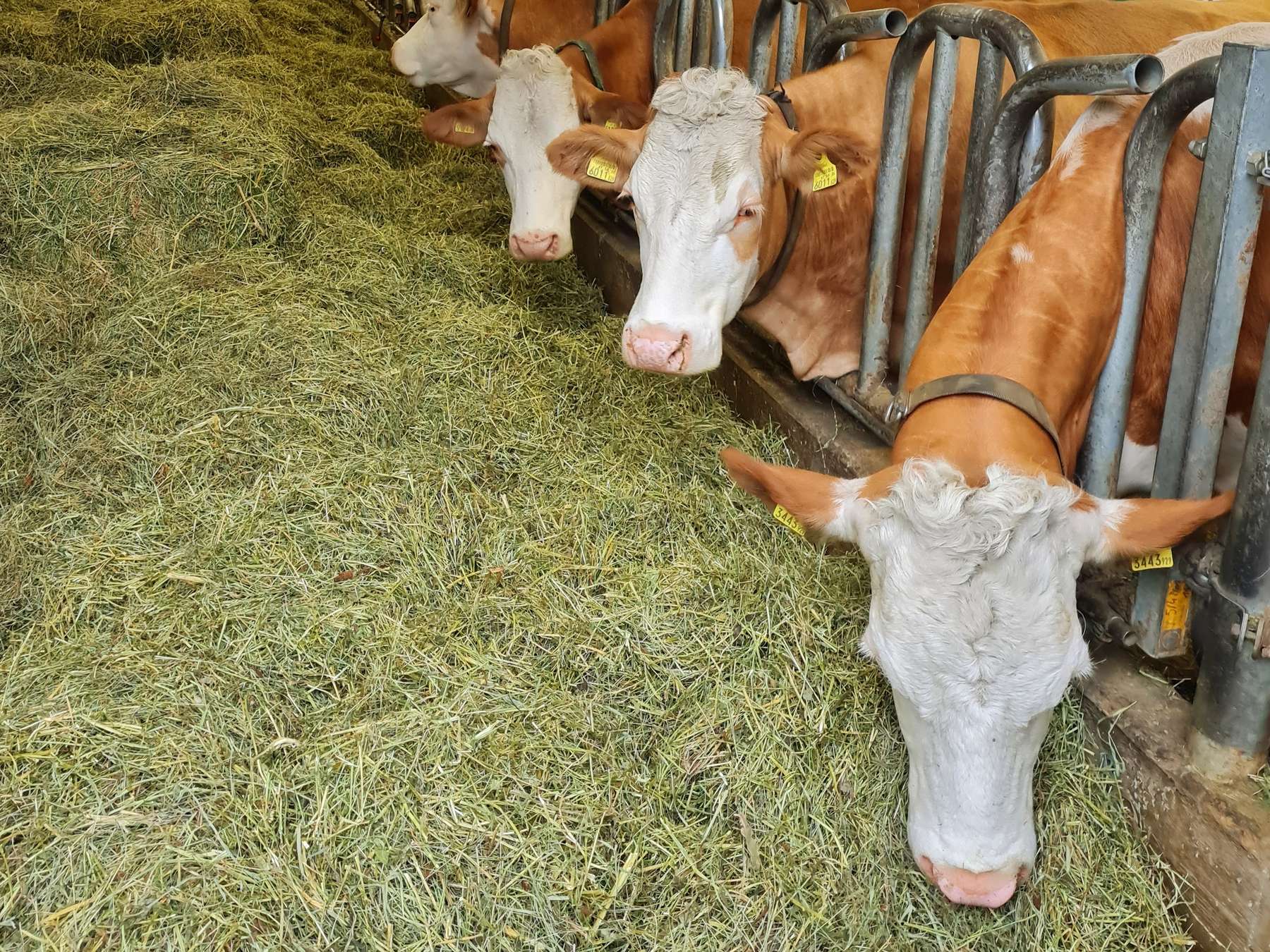 Heu als Futtermittel für Rinder.jpg © Marco Horn/LK Niederösterreich