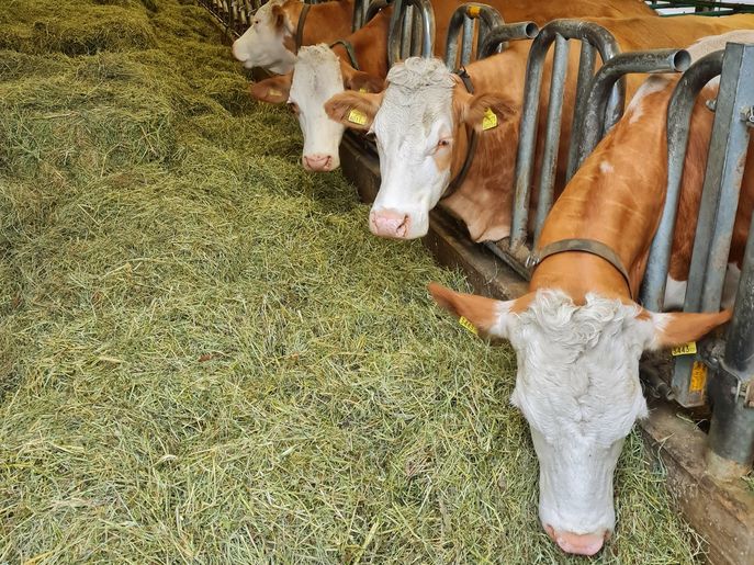 Heu als Futtermittel für Rinder © Marco Horn/LK Niederösterreich