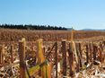 Maisstoppeln nach der Ernte © LKNOE/Schally