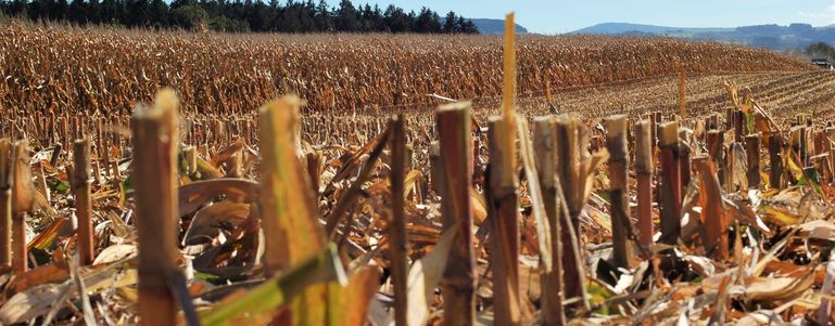 Maisstoppeln nach der Ernte © LKNOE/Schally