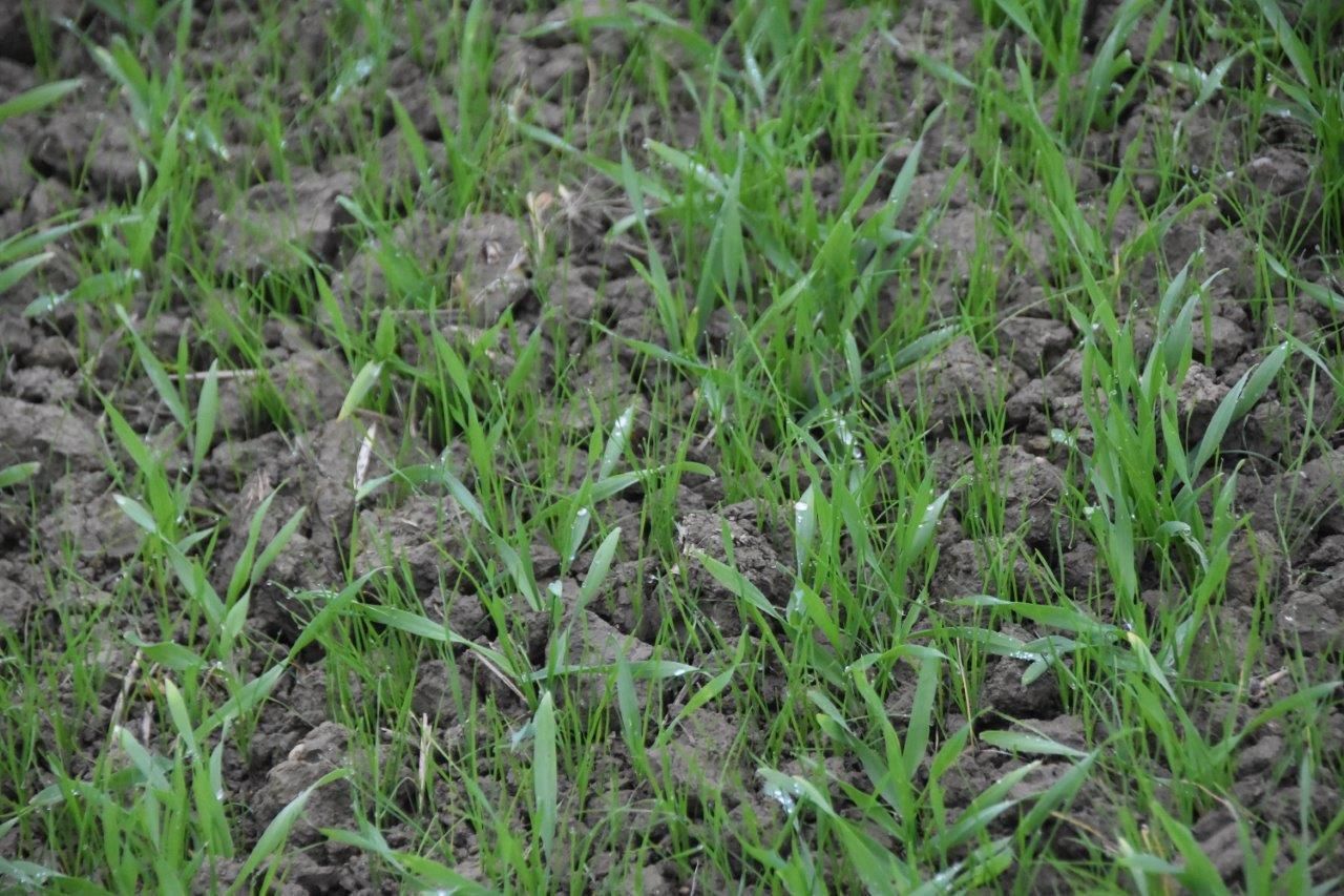 Bei so einem massiven Ungrasdruck muss noch im Herbst behandelt werden.jpg