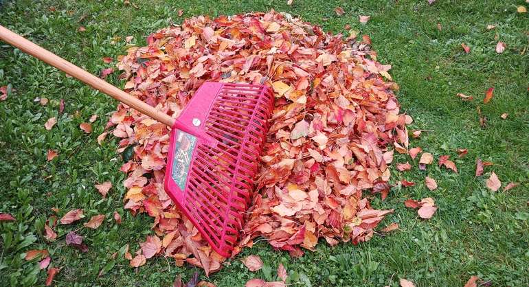 Foto_Herbstlaub.jpg © Stumvoll/LK OÖ