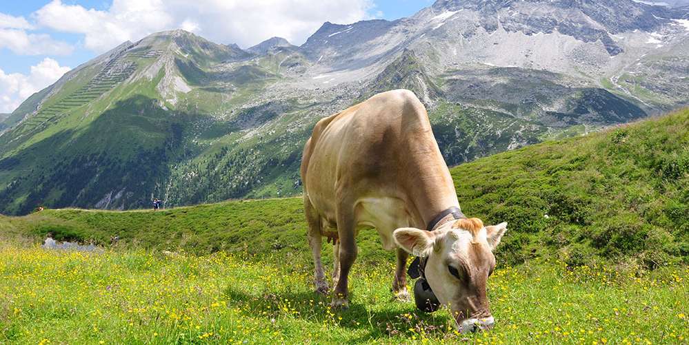 Rind auf der Alm © henry_czaudern – stock.adobe.com