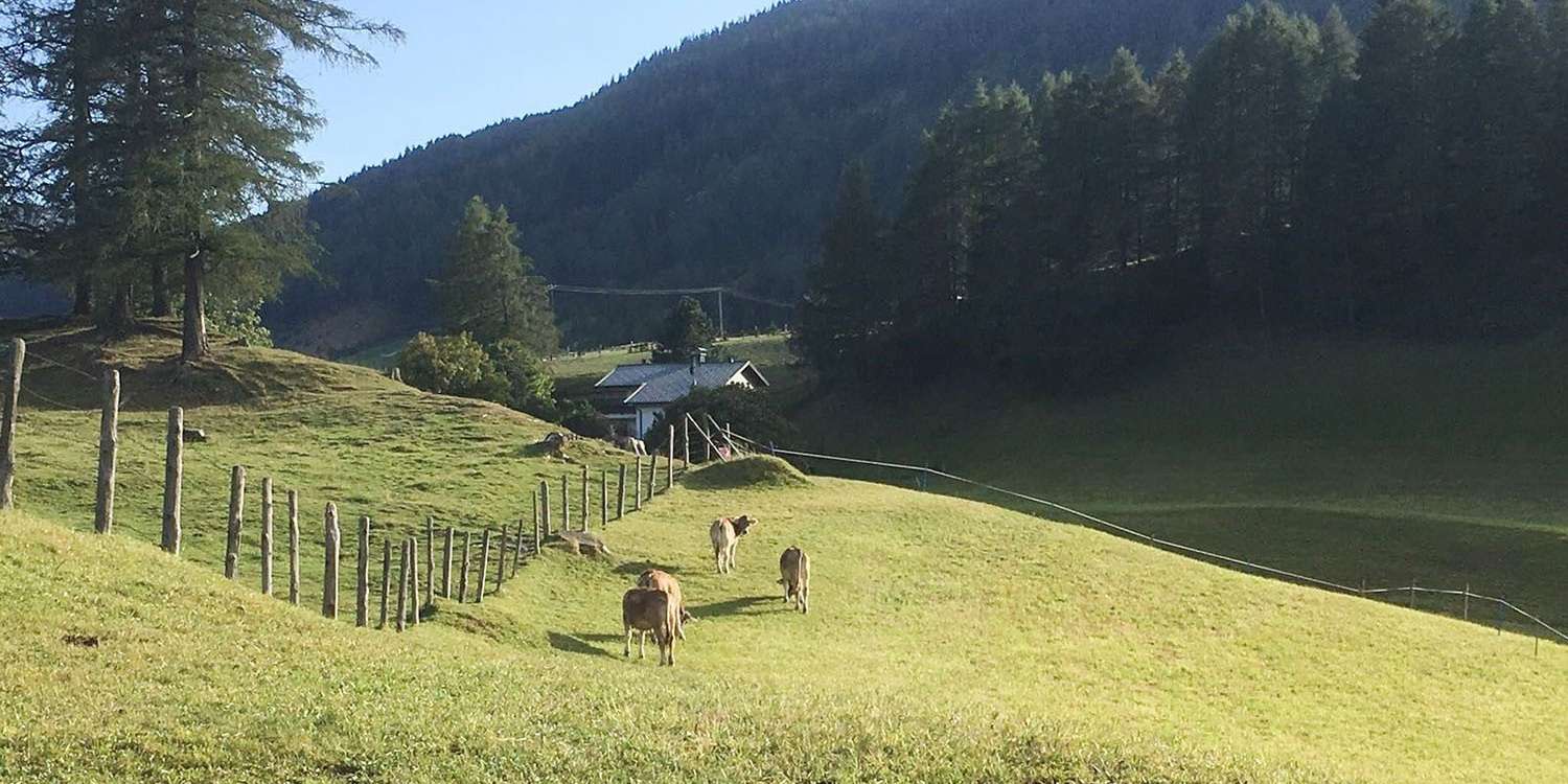 Rinder auf der Weide © Lukas Peer