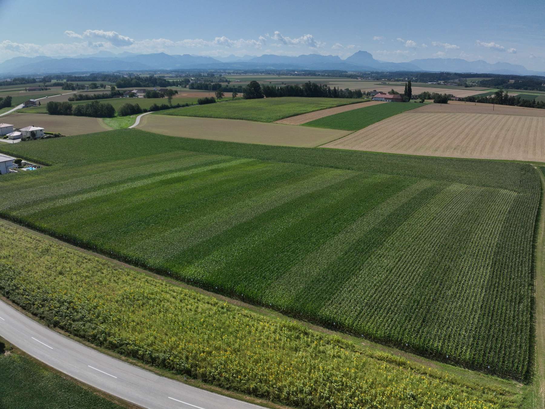 Die Versuche werden per Drohne aus der Luft bonitiert.jpg © LK OÖ/Grasserbauer