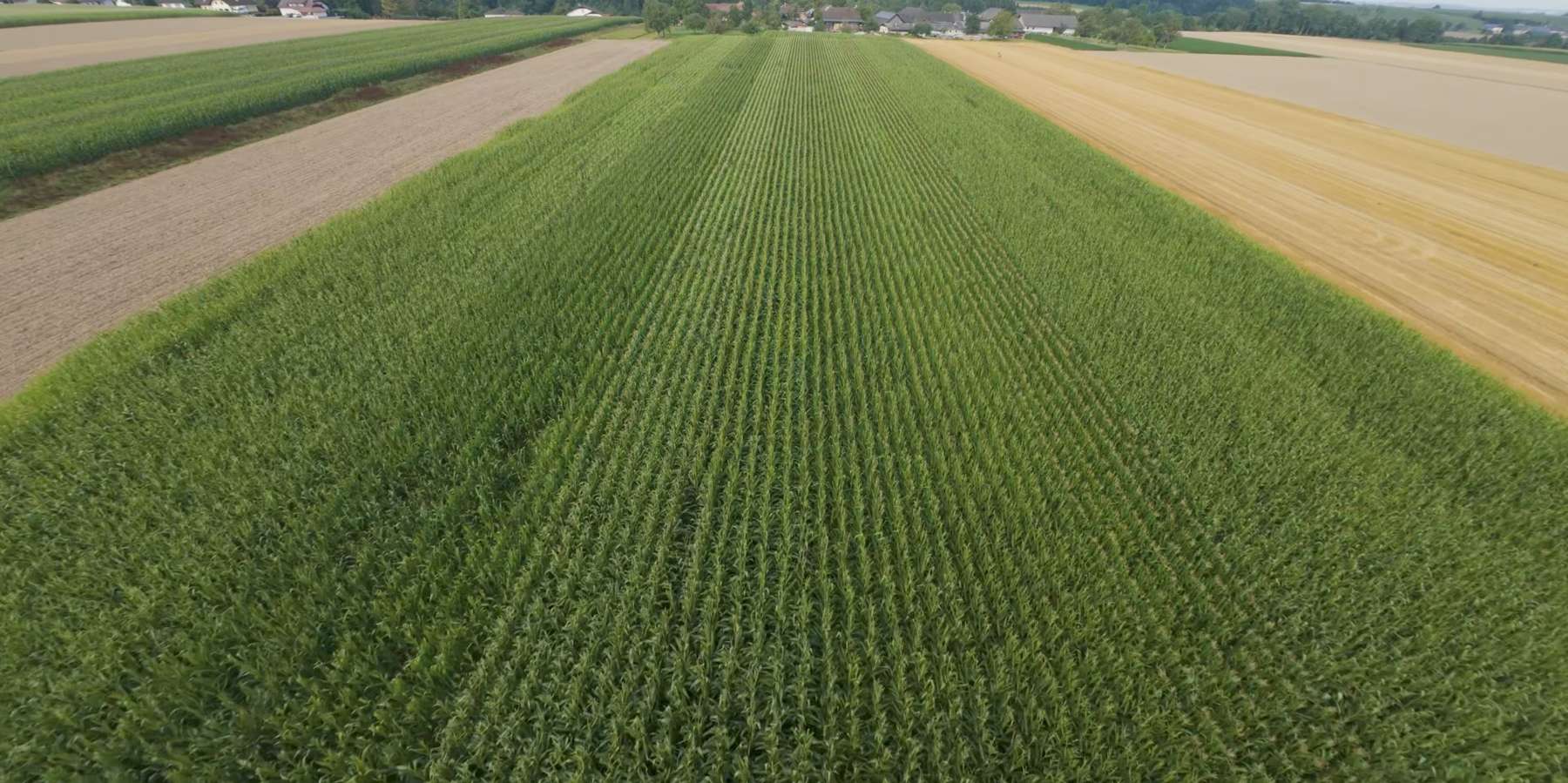 Bio-Körnermaisversuch 2024_Varianten 1 bis 10 von links nach rechts.jpg © BWSB Bio-Körnermaisversuch 2024_Varianten 1 bis 10 von links nach rechts.jpg © BWSB