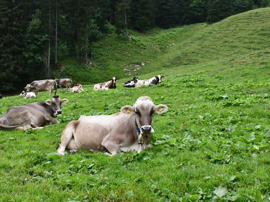 Alpe ©LK VBg. (Mittel).jpg © LK Vbg Alpe ©LK VBg. (Mittel).jpg © LK Vbg