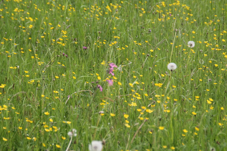 Wiese1.jpg © Egger Wiese1.jpg © Egger
