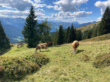 Alm03.jpg © Archiv