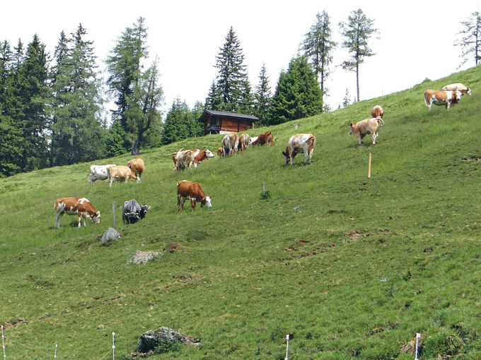 alm 111.jpg © Archiv alm 111.jpg © Archiv