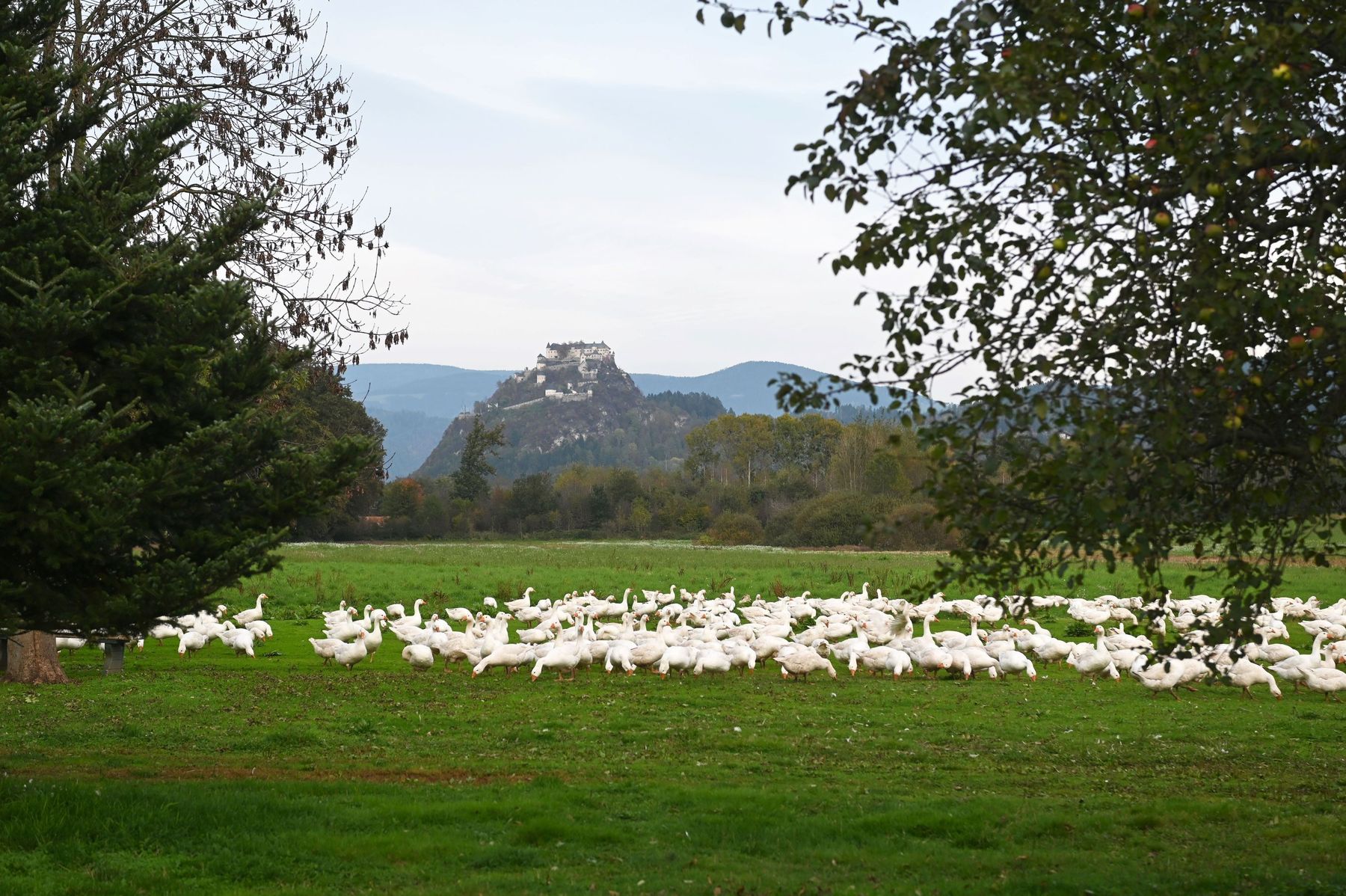 Gänse auf der Weide.jpg © Brunnerhof/ Josef Bodner