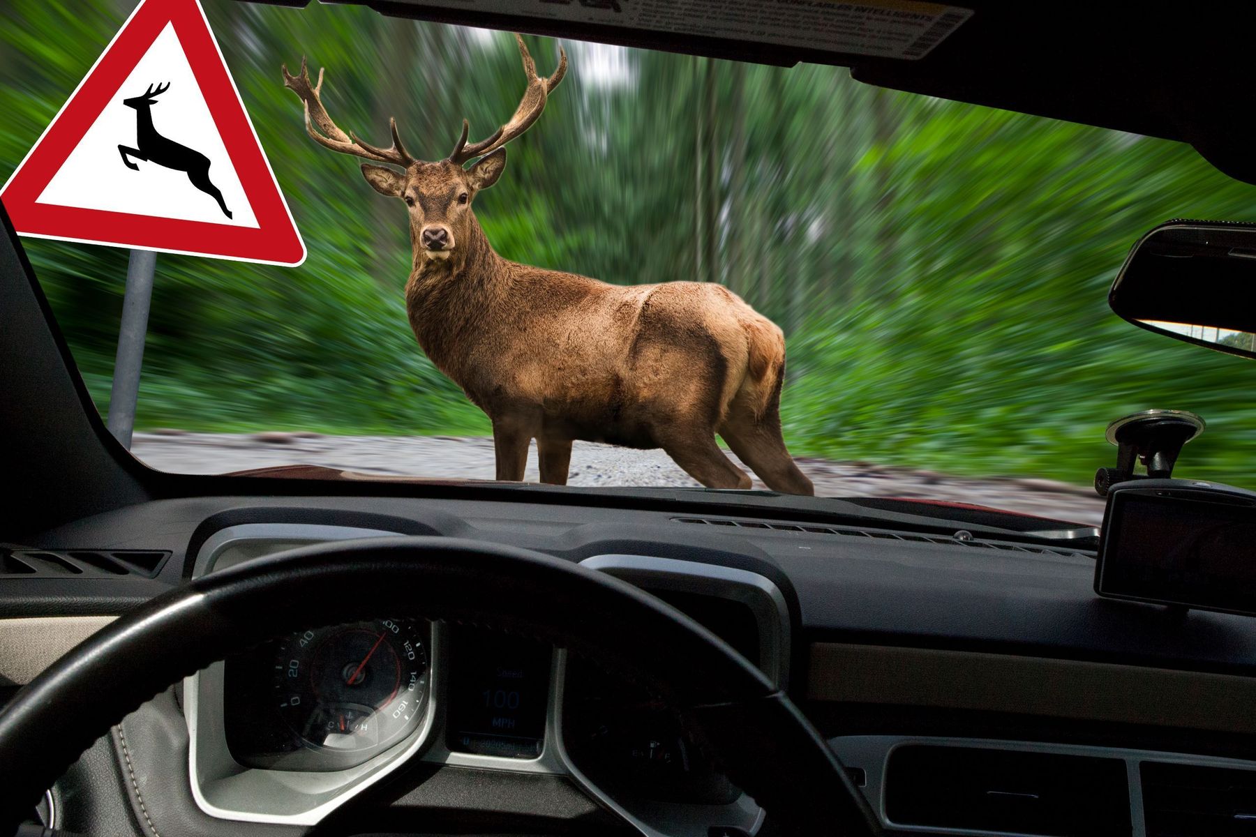 Wildwechsel.jpg © Archiv Wildwechsel.jpg © Archiv