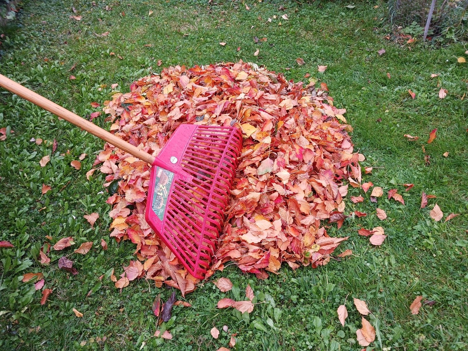 Gartentipp Foto Herbstlaub.jpg