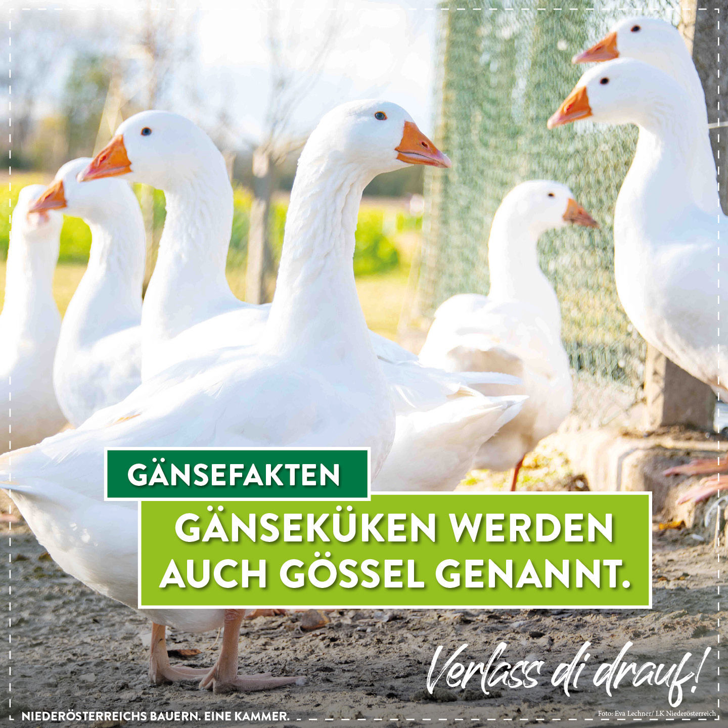 Gans Infografik2.jpg © LK Niederösterreich Gans Infografik2.jpg © LK Niederösterreich