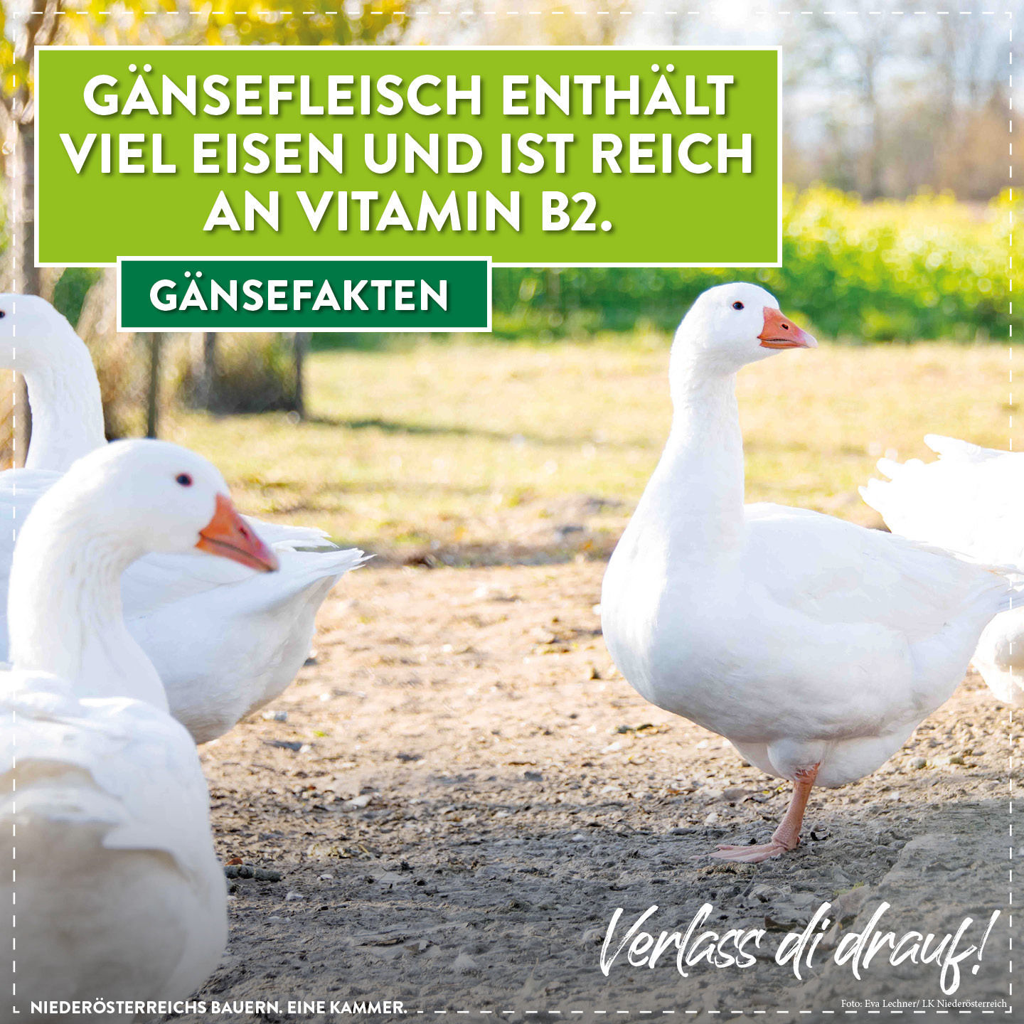 Gans Infografik3.jpg © LK Niederösterreich Gans Infografik3.jpg © LK Niederösterreich