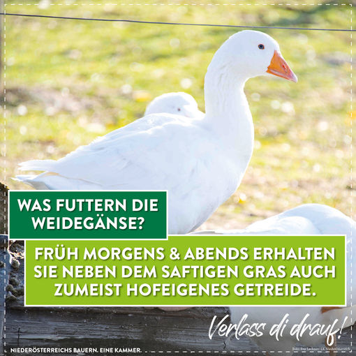 Gans Infografik4.jpg © LK Niederösterreich Gans Infografik4.jpg © LK Niederösterreich