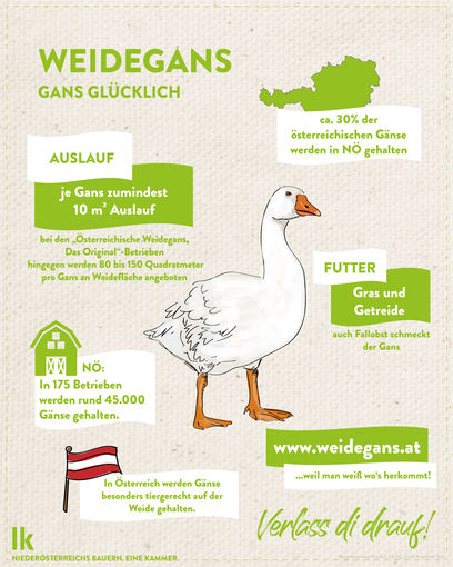 Grafiken_2024-Gans.jpg © LK Niederösterreich Grafiken_2024-Gans.jpg © LK Niederösterreich
