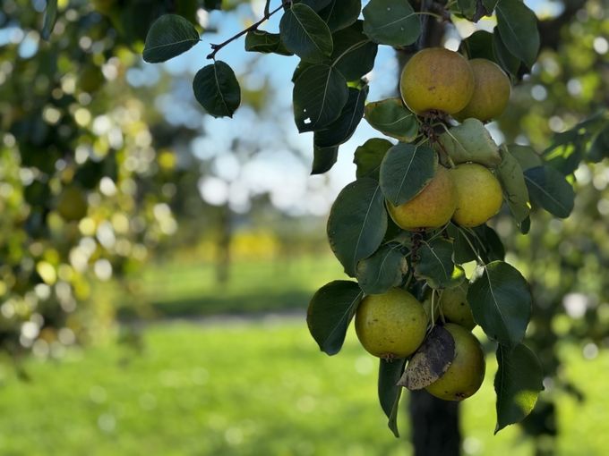 2024_10_Obstbau_c_Land OÖ_Pürstinger (4)_klein.jpg © Land OÖ/Pürstinger 2024_10_Obstbau_c_Land OÖ_Pürstinger (4)_klein.jpg © Land OÖ/Pürstinger