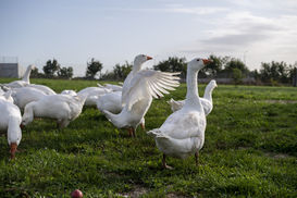 Gans Flügel ausbreiten netzwerk kulinarik herbst-6535.jpg