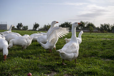 Gans_Flügel ausbreiten_netzwerk kulinarik_herbst-6535.jpg © Netzwerk Kulinarik_Herbst