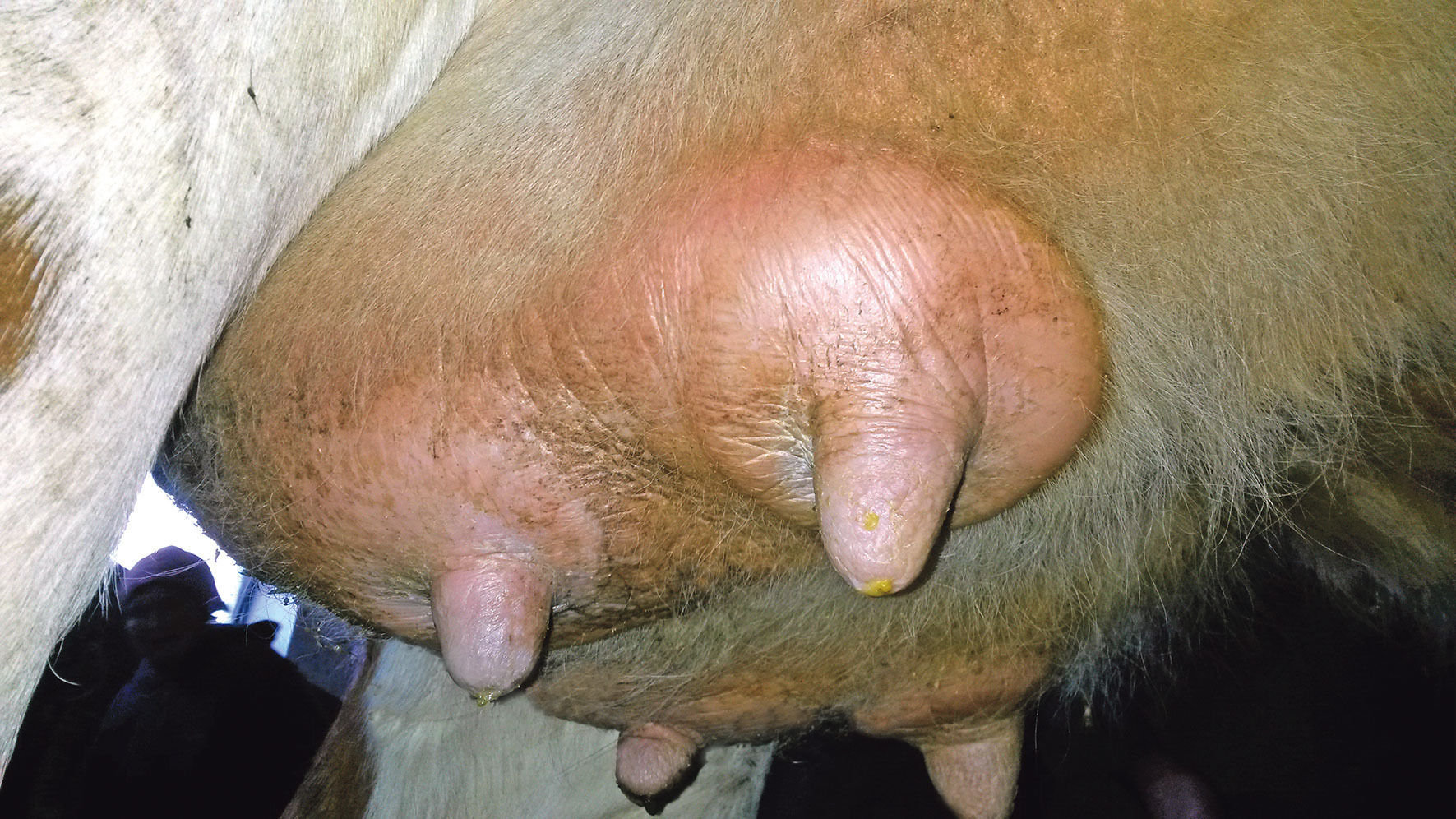Ein gesundes  Euter ist die Basis für den Erfolg .jpg © Franz Groismayer Ein gesundes  Euter ist die Basis für den Erfolg .jpg © Franz Groismayer
