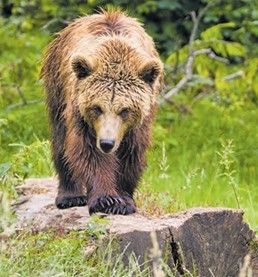 Bär.jpg © stock.adobe.com Bär.jpg © stock.adobe.com