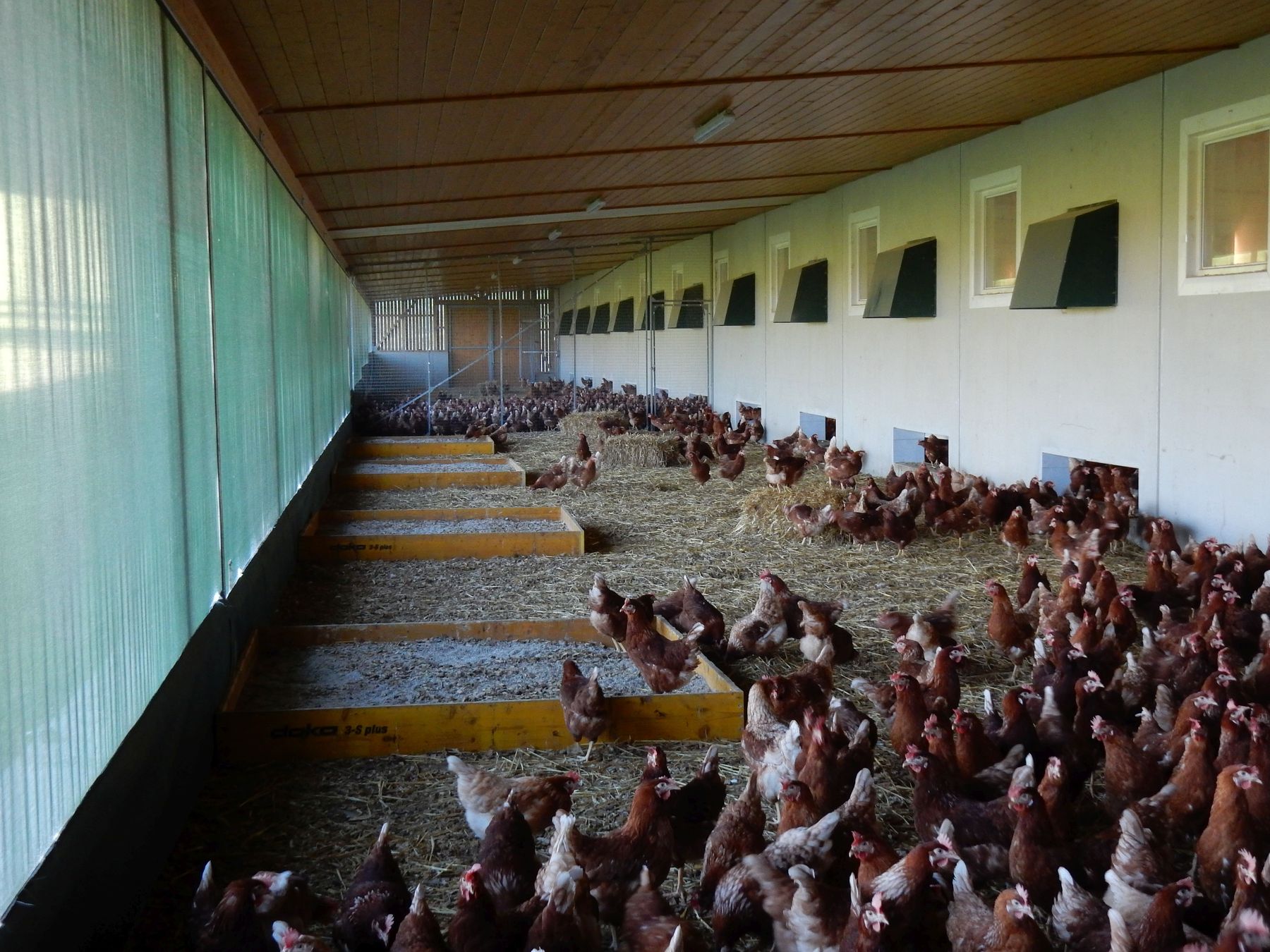 Hühner.jpg © Gerda Weber Hühner.jpg © Gerda Weber