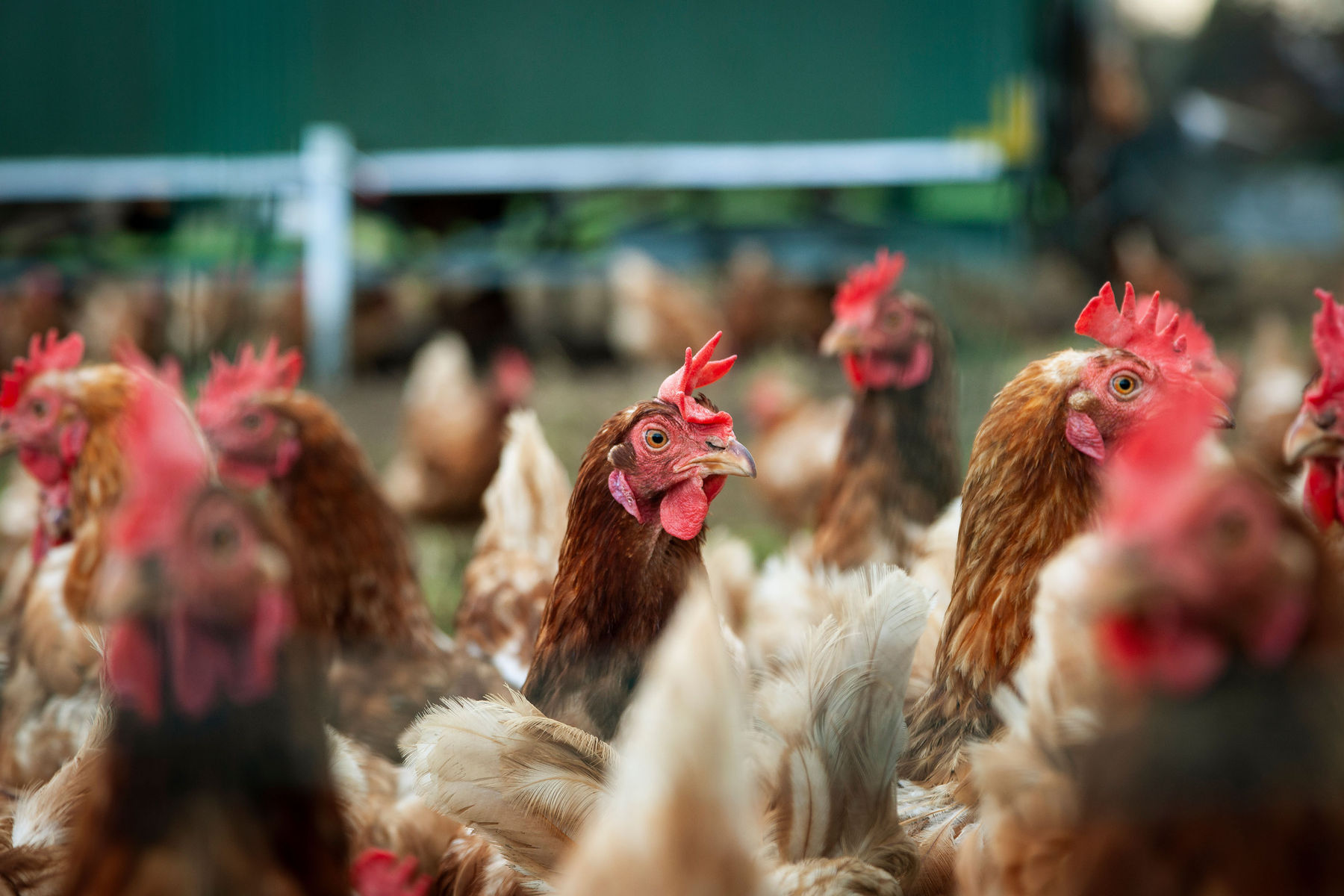 Geflügel.jpg © AdobeStock/barbara buderath Geflügel.jpg © AdobeStock/barbara buderath