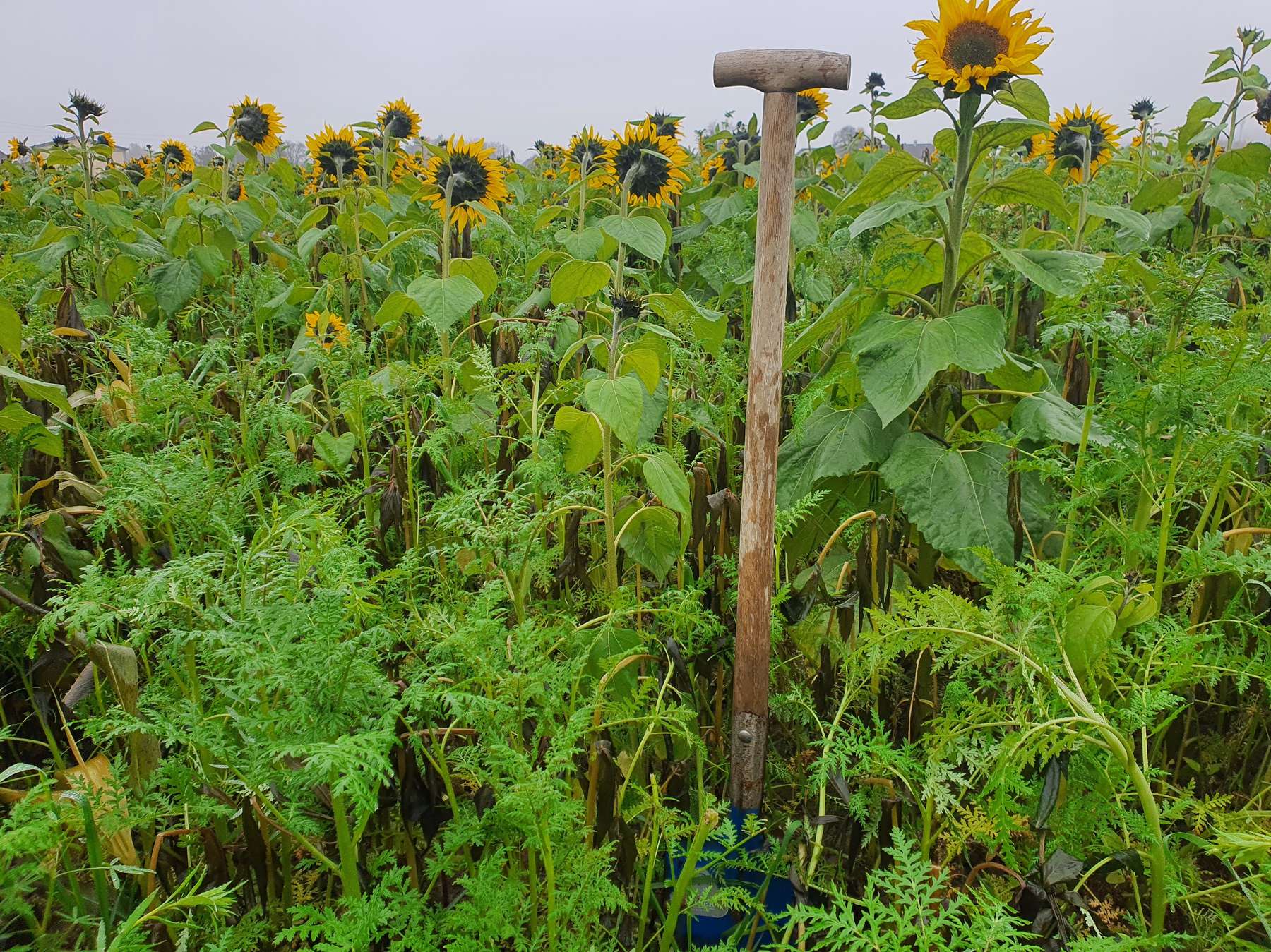 Sonnenblumen.jpg © BWSB/Lehner