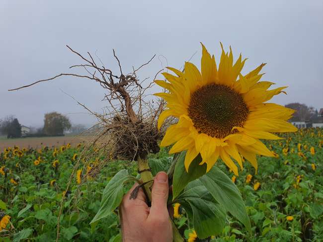 Sonnenblumenwurzeln.jpg