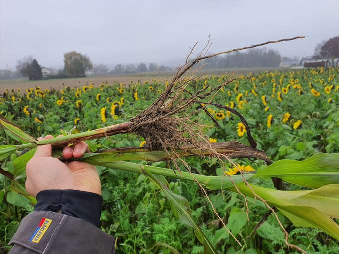 Sorghum.jpg © BWSB/Lehner