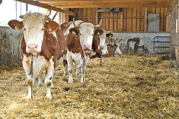 Landes-Invest  legt Fokus auf den Stallumbau.jpg © Archiv Landes-Invest  legt Fokus auf den Stallumbau.jpg © Archiv