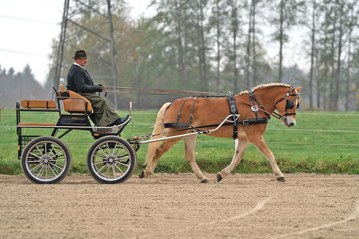 Leistungsprüfung.jpg © Archiv Leistungsprüfung.jpg © Archiv