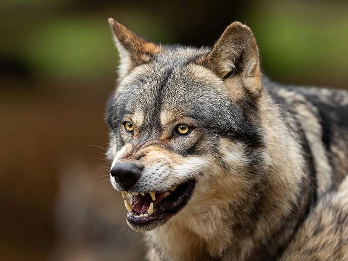 Wolf.jpg © AdobeStock
