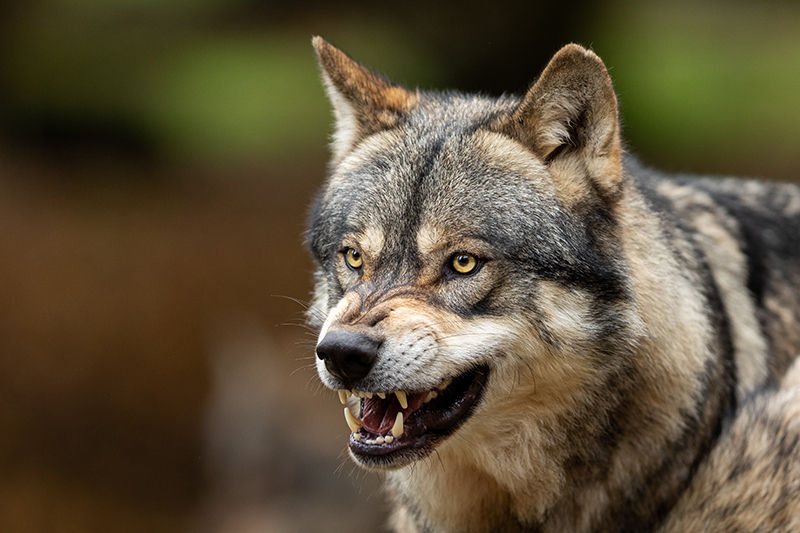 Nach den zahlreichen Rissen wurde der Schutzstatus für den Wolf europaweit gesenkt. © AdobeStock