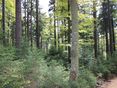 Wald mit Naturverjüngung_LK OÖ Danninger_klein © Landwirtschaftskammer OÖ