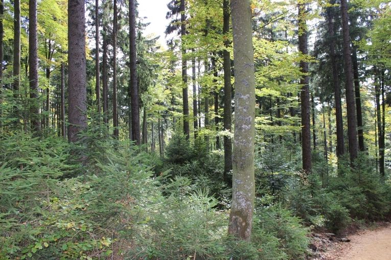 Wald mit Naturverjüngung_LK OÖ Danninger_klein.jpg © Landwirtschaftskammer OÖ