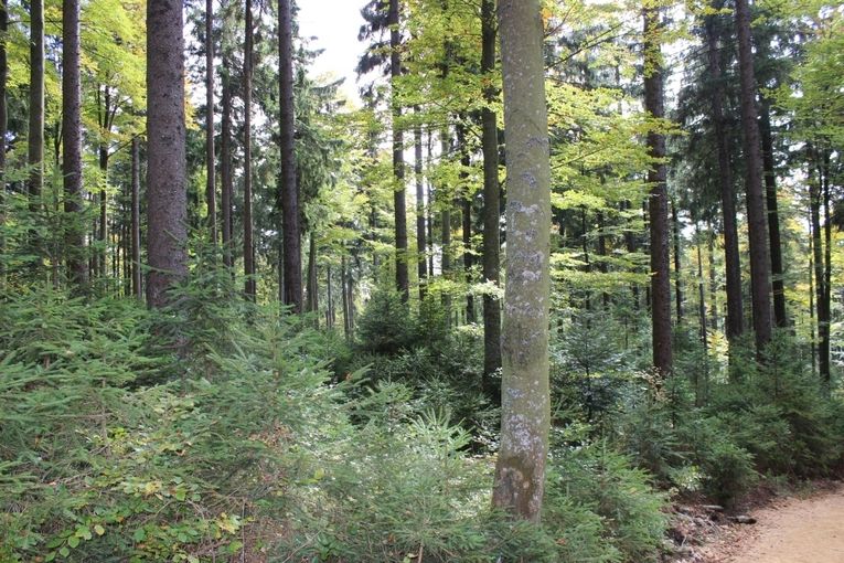 Wald mit Naturverjüngung_LK OÖ Danninger_klein.jpg © Landwirtschaftskammer OÖ Wald mit Naturverjüngung_LK OÖ Danninger_klein.jpg © Landwirtschaftskammer OÖ