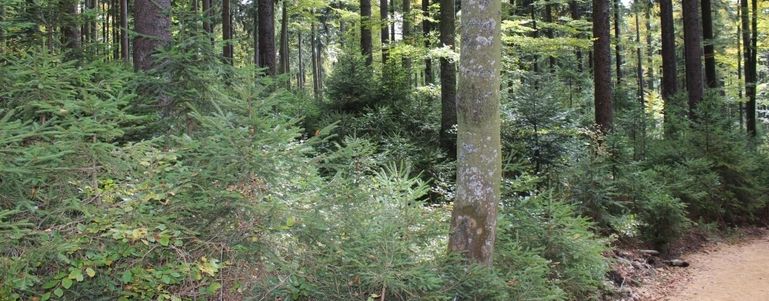 Wald mit Naturverjüngung_LK OÖ Danninger_klein © Landwirtschaftskammer OÖ