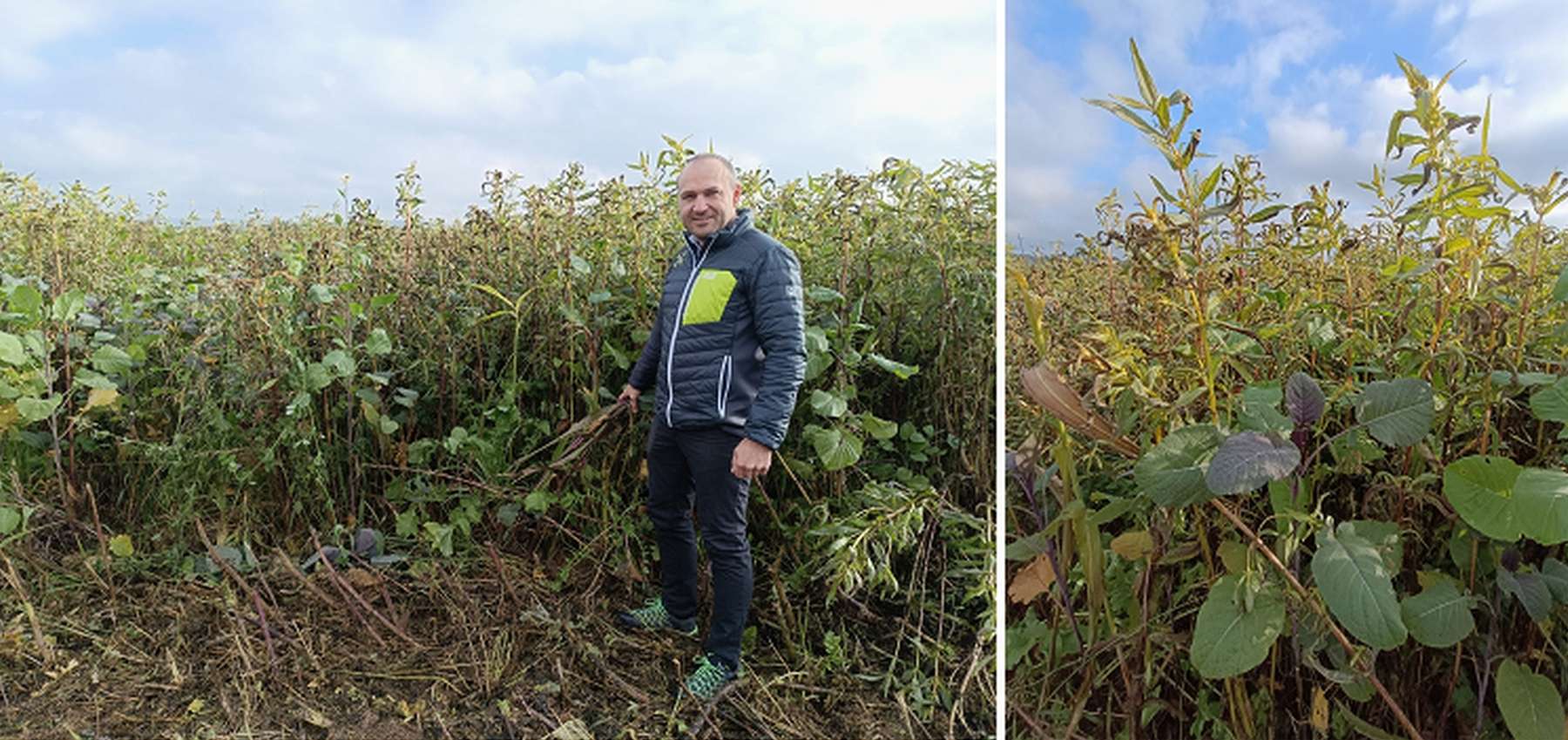 DI Michael Treiblmeier in seinem Drohnen-Zwischenfruchtbestand.jpg © LK OÖ/Feitzlmayr