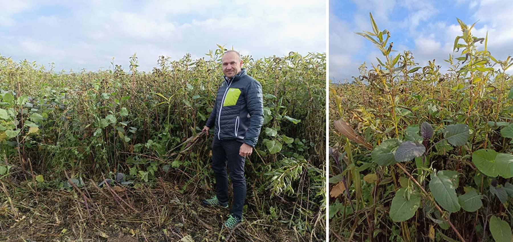DI Michael Treiblmeier in seinem Drohnen-Zwischenfruchtbestand.jpg © LK OÖ/Feitzlmayr DI Michael Treiblmeier in seinem Drohnen-Zwischenfruchtbestand.jpg © LK OÖ/Feitzlmayr