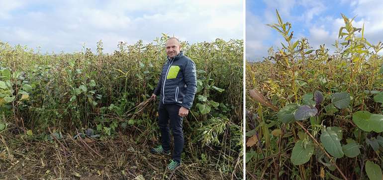 DI Michael Treiblmeier in seinem Drohnen-Zwischenfruchtbestand.jpg © LK OÖ/Feitzlmayr