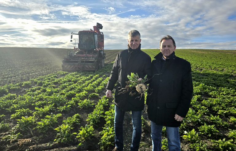 Zwischenbilanz der Zuckerrübenernte im Burgenland © LKBgld_Tesch-Wessely